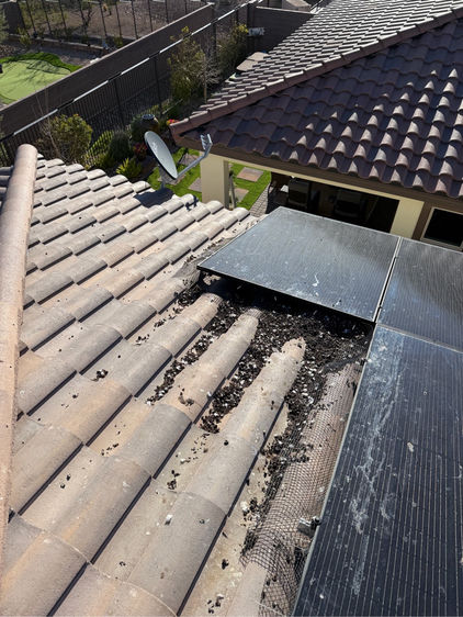 Solar panels overrun with pigeons and nesting debris before bird netting